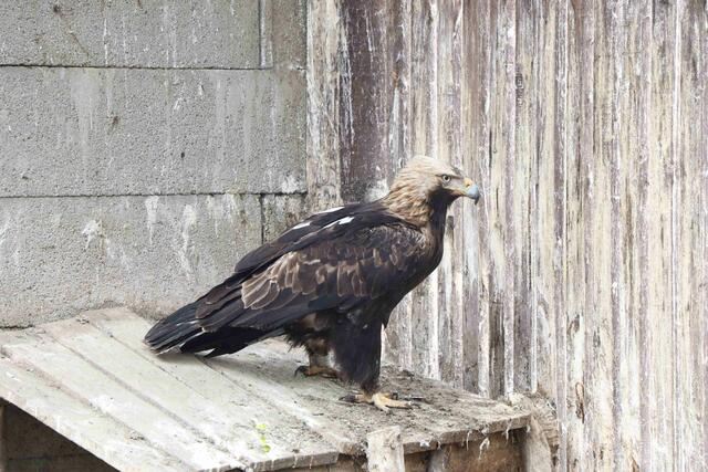 Rega befindet sich aktuell in der Eulen- und Greifvogelstation Haringsee