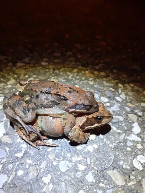 Der Naturschutzbund sucht Unterstützer für die Amphibien.  | Foto: Gusenbauer
