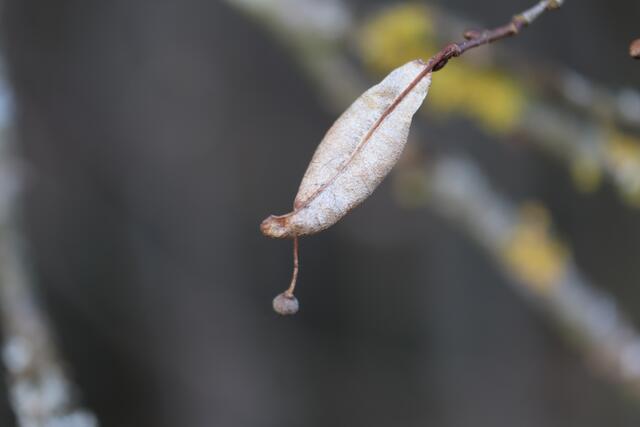 Frucht 