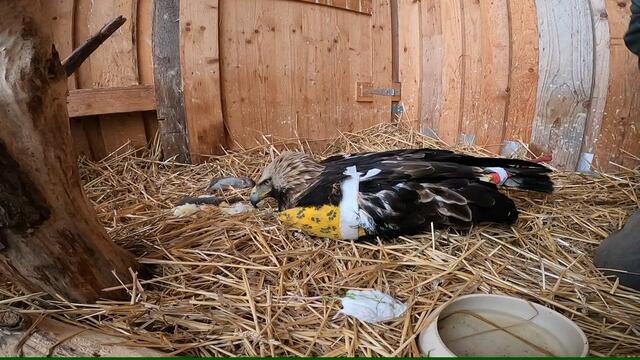 Der streng geschützte Greifvogel wurde aus geringer Entfernung angeschossen