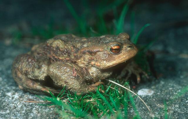 Die Kolleginnen und Kollegen der Berg- und Naturwacht, Orts-Einsatzstelle Hausmannstätten, stellten auch heuer wieder in Fernitz-Mellach lobenswerter Weise einen Krötenzaun auf! | Foto: Josef Limberger
