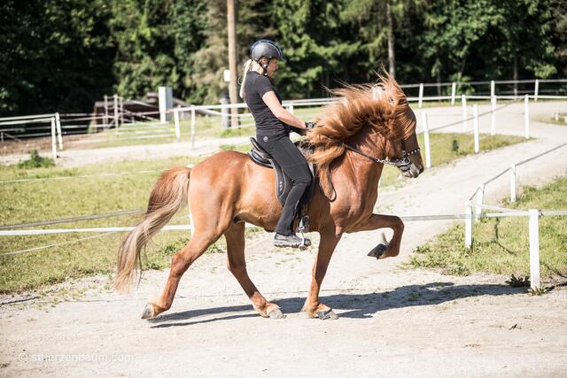 Islandpferde beherrschen neben den gängigen Gangartigen wie Schritt, Trab und Galopp auch noch "Tölt" und "Rennpass".  | Foto: Stuerzenbaum.com