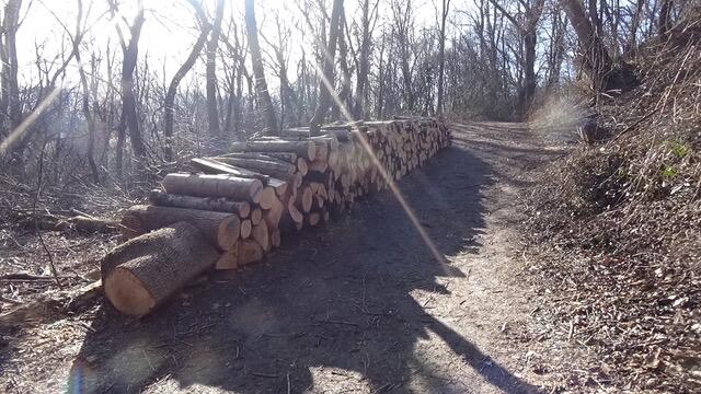 Die gefällten Baumstämme wurden als Holzstöße zwischengelagert. | Foto: Umweltinitiative Wienerwald