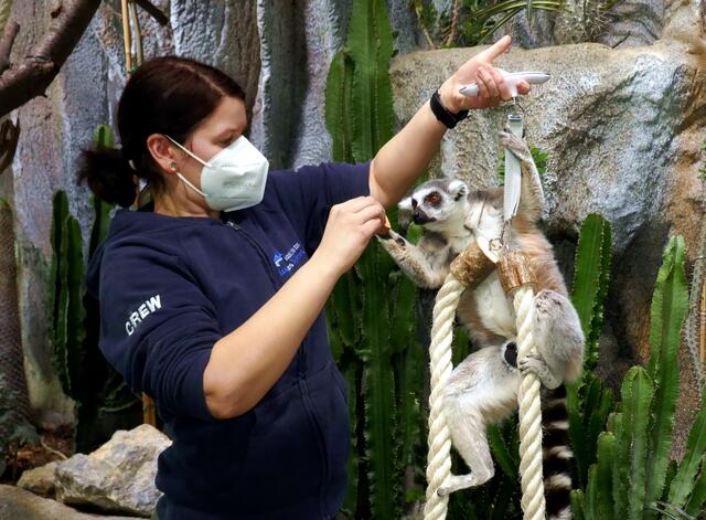 Spielerisch werden die Kattas im Haus des Meeres abgewogen. | Foto: Hulla