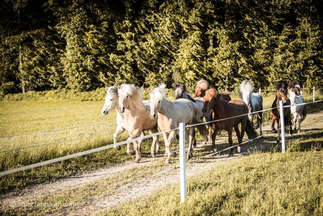Rund 120 Pferde leben auf dem Islandpferde Reithof Piber in St. Radegund. Darunter auch drei Mini-Shettlandponys. | Foto: Stuerzenbaum.com