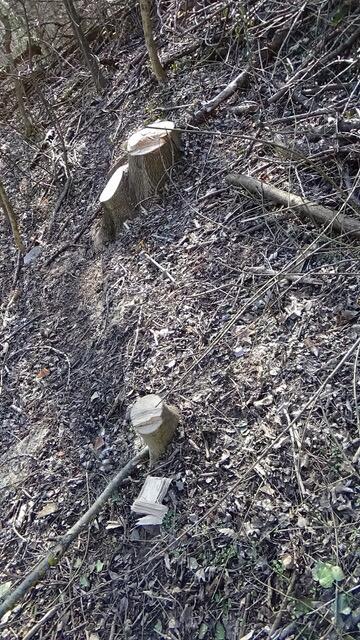 Foto: Umweltinitiative Wienerwald