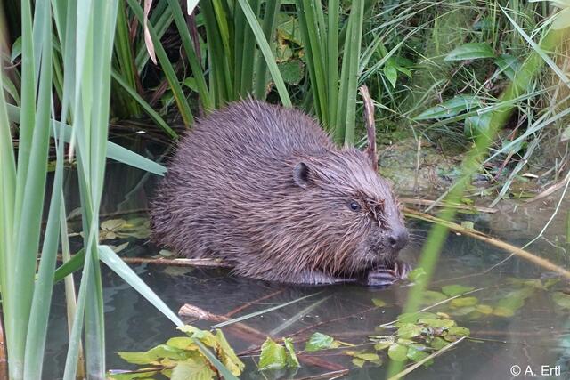 Biber in der Weststeiermark: Aktuell besiedeln die fleißigen und streng schützten "Baumeister" das Sulm-, Laßnitz- und Kainachtal.  | Foto: Alfred Ertl