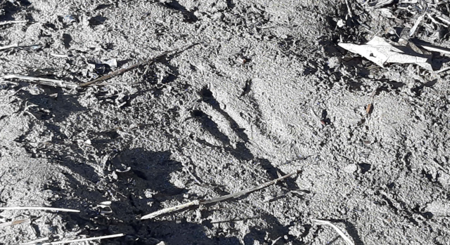 Trittsiegel bezeugen, dass der Biber auch in der Weststeiermark wieder heimisch ist.  | Foto: Lenz