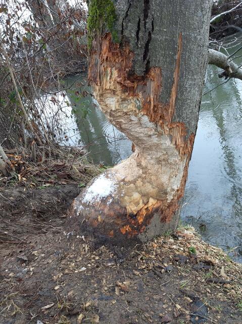 Um Rinde, Äste und Blätter erreichen zu können, werden Bäume bis zu einem Durchmesser von mehr als 50 cm gefällt. | Foto: Johanna Lenz