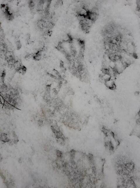 Im Schnee sind die Trittsiegel des Bibers besonders gut zu erkennen.  | Foto: Johanna Lenz