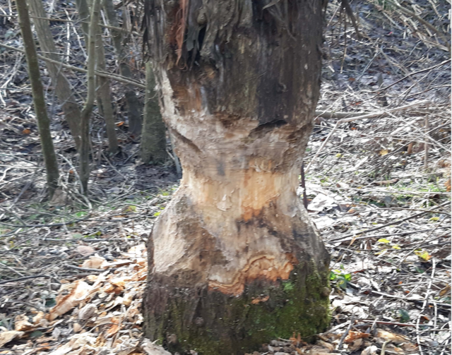 Im Herbst und Winter ist die Fällaktivität des Bibers am höchsten.  | Foto: Lenz