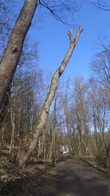 Foto: Umweltinitiative Wienerwald