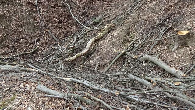 Foto: Umweltinitiative Wienerwald