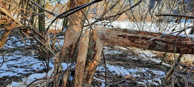 Im Herbst und Winter ist die Fällaktivität des Bibers am höchsten.  | Foto: Johanna Lenz