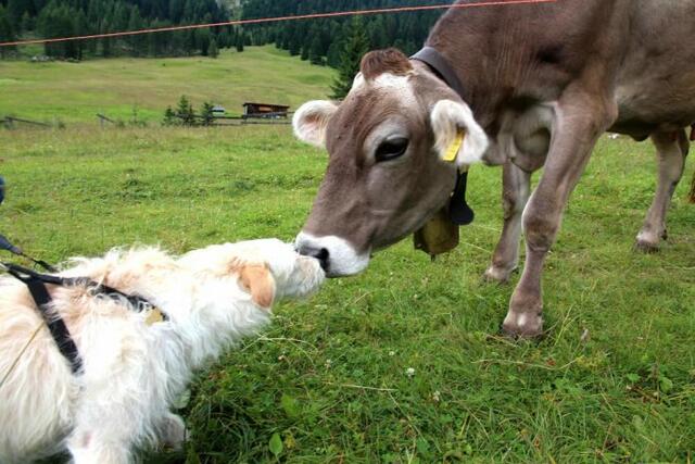 Konfliktpotential auf den Almen. Jetzt gibt es eine Forderung nach einem "absoluten Hundeverbot" auf den Almen. | Foto: Hundezeitung