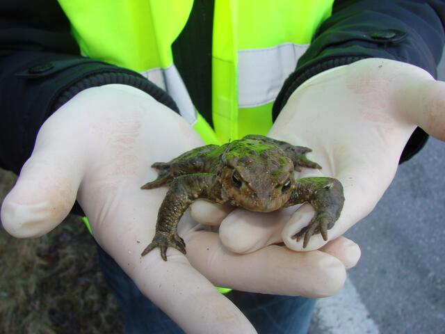 Ob daraus jemals ein "Froschkönig" wird, ist fraglich. Tatsache ist aber, dass jedes gerettete Tier wichtig für den Erhalt der Art ist. | Foto: RMK