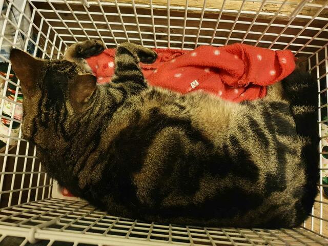 Kater Pauli wurde von einem Auto angefahren und zurückgelassen. Er erlag seinen schweren Verletzungen.