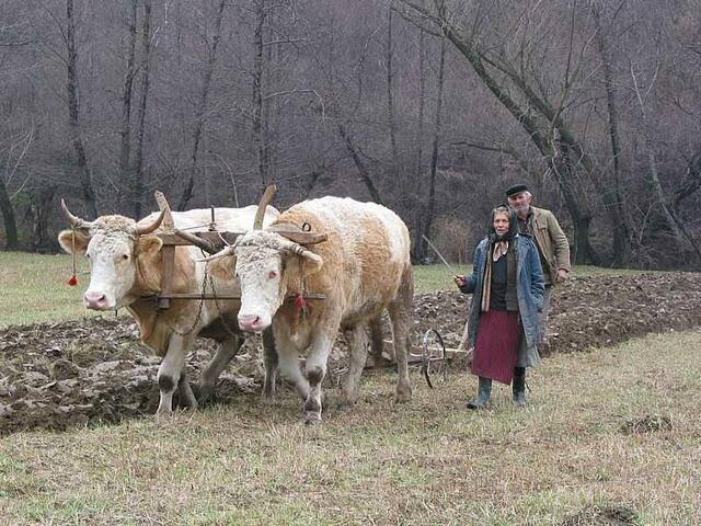 Ochsen bei der Feldarbeit | Foto: Harald Luckerbauer