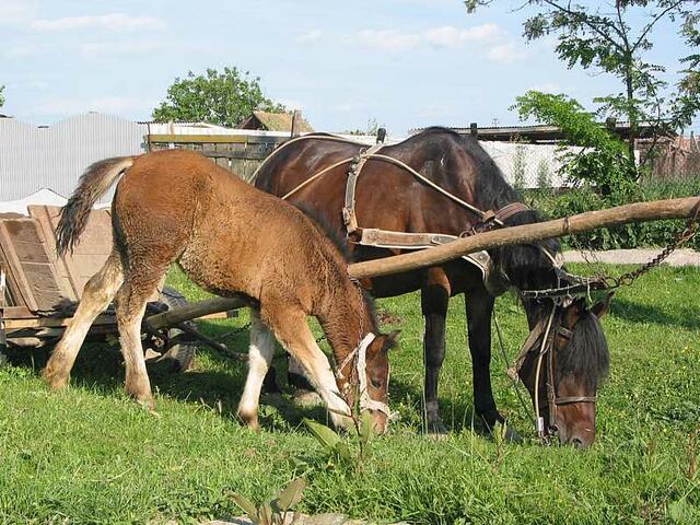 Foto: Harald Luckerbauer
