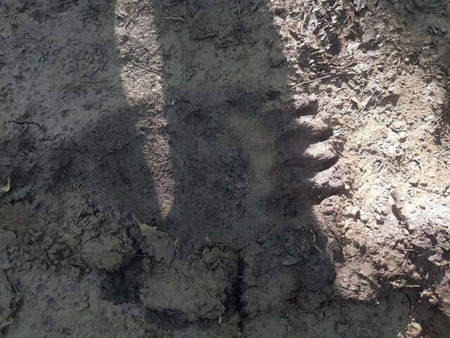 frische Bärenspuren | Foto: Harald Luckerbauer