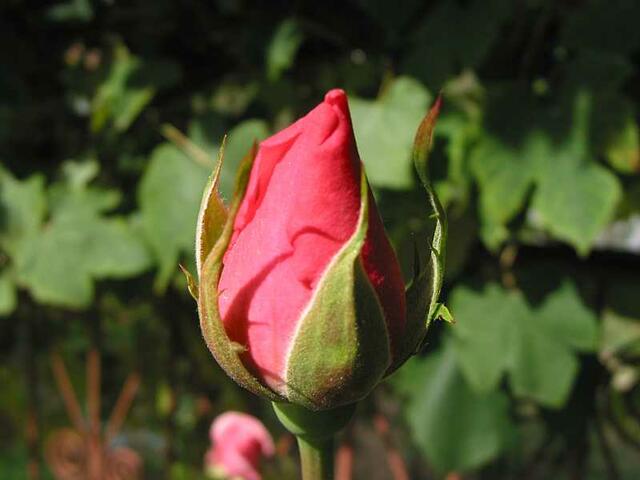 Foto: Harald Luckerbauer