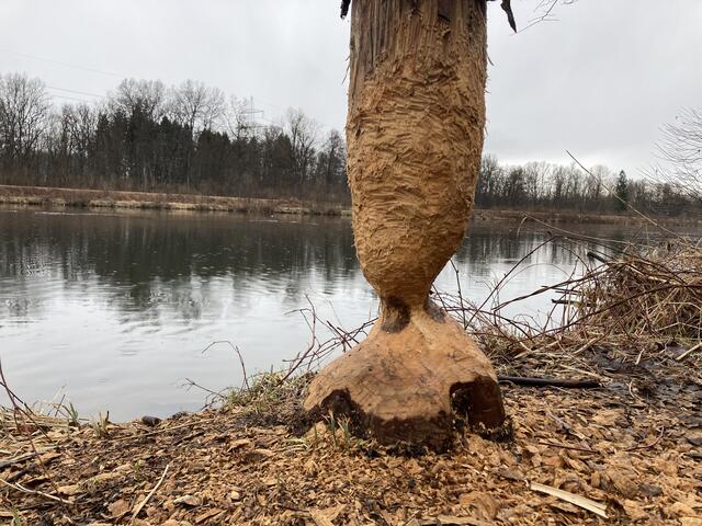 Regionauten-Challenge: Besondere Naturdarstellungen.
Der Biber kann sich als äußerst verfressen erweisen!
Entdeckt heute Mittags bei Regen am Mur-Ufer Höhe Dillach