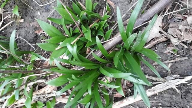 Achtung, Verwechslungsgefahr bei Bärlauch und Frühlingsknotenblume. | Foto: Lackinger