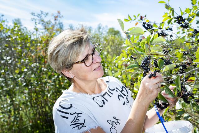 Ende April/Anfang Mai blüht die Aroniabeere. Geerntet wird die schwarze Apfelbeere Ende August. | Foto: Aroniahof Kober