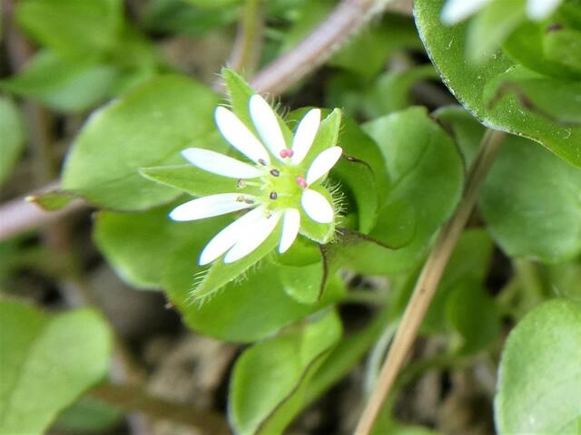 Vogelmiere ( bei uns auch "Hiadam" )