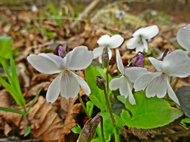 weiße Veilchen