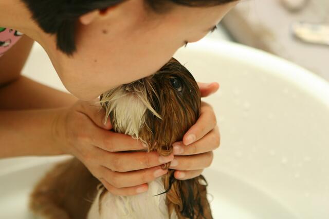 Hunde gelten als die besten Freunde des Menschen. Wie man sie taufen lassen kann, erfährst du im "Witz der Woche" | Foto: Symbolbild: pixabay