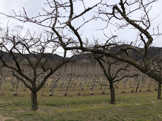 Obst und Weingärten wechseln sich in der Gemeinde ab. | Foto: Doris Necker