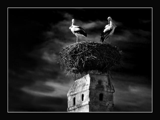 IMG_0442_Störche | Foto: © by Ing. Günter Kramarcsik