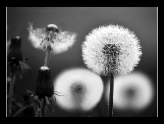 IMG_4522_Löwenzahn | Foto: © by Ing. Günter Kramarcsik