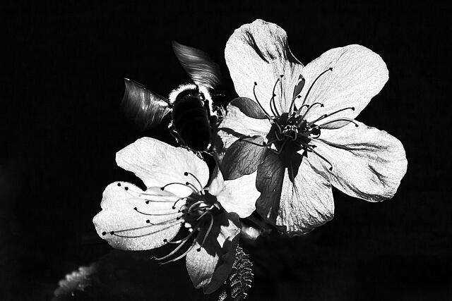 IMG_2347_Bestäubung | Foto: © by Ing. Günter Kramarcsik