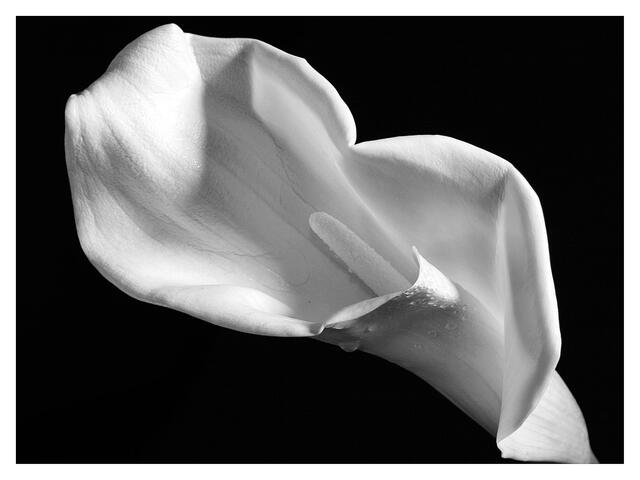 IMG_4338_Calla # 2 | Foto: © by Ing. Günter Kramarcsik