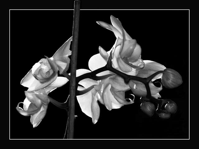 IMG_4715_Orchidee 2 | Foto: © by Ing. Günter Kramarcsik