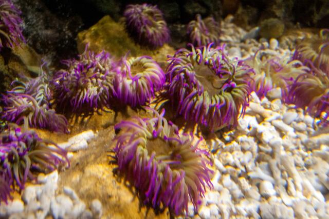 IMG_5048_Seeanemonen | Foto: © by Ing. Günter Kramarcsik