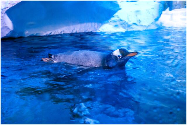 IMG_5134_Eselspinguin | Foto: © by Ing. Günter Kramarcsik
