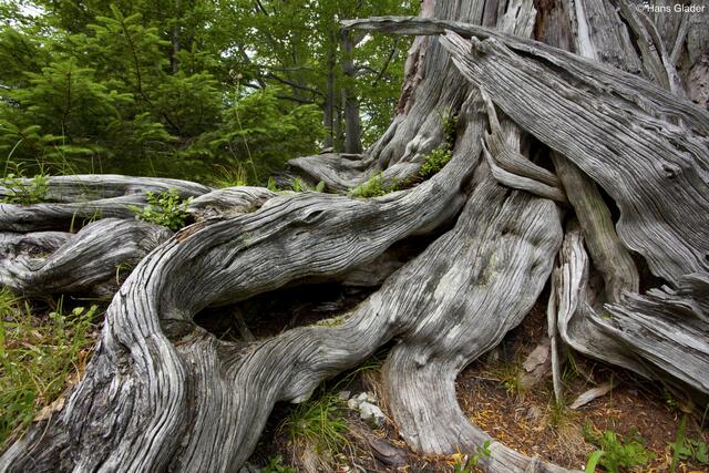 Diese "Alte Eibe" ist nur eines von vielen Dingen, die man künftig vom Haus der Wildnis aus in Lunz/See begutachten können soll.  | Foto: Hans Glader