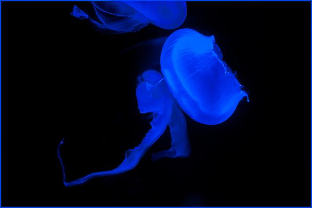 IMG_5039_Qualle | Foto: © by Ing. Günter Kramarcsik