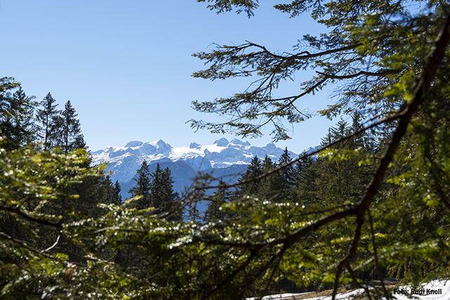 Blick zum "Dachsteinmassiv" kurz vor der "Rossmoosalm"!