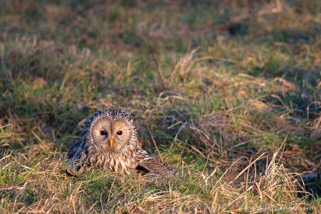 Der Habichtskauz ist selten und streng geschützt. | Foto: Lukas Neugebauer