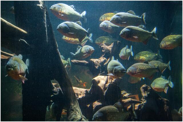 IMG_5120_Piranhas | Foto: © by Ing. Günter Kramarcsik
