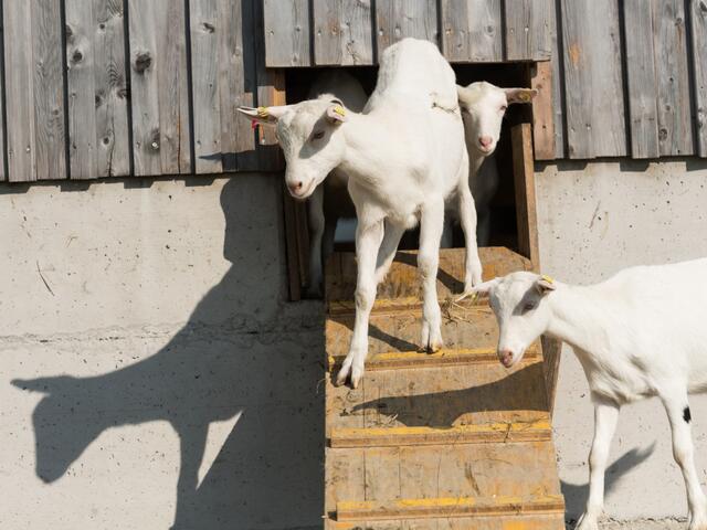 Karin und Josef Wellinger aus St. Marienkirchen am Hausruck betreiben einen Bioziegenhof. | Foto: Josef Wellinger