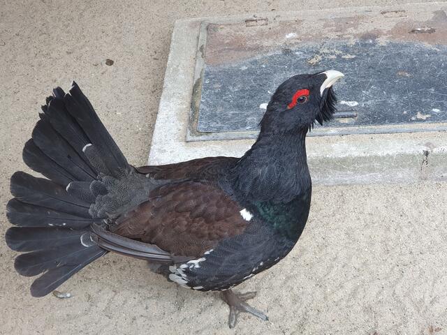 Der prächtige Auerhahn stimmt sich auf die Balz ein