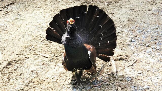 Der "Terminator" von der Oischingalm, ... ein Auerhahn sieht rot! | Foto: S. Plischek