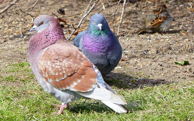 Stadttauben sind sehr treu, sie gehen eine lebenslange Partnerschaft ein.