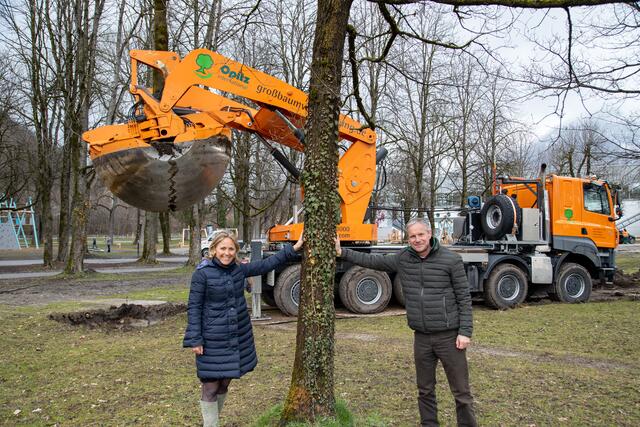 Vizebürgermeisterin Barbara Unterkofler und Christian Stadler, Leiter der Stadtgärten, bei der Umsiedelung der Bäume im Volksgarten. | Foto: Stadt Salzburg/Camera suspicta/Susi Berger