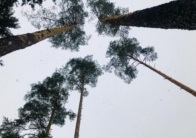 Was kostet der Wald in Österreich? | Foto: Kogler